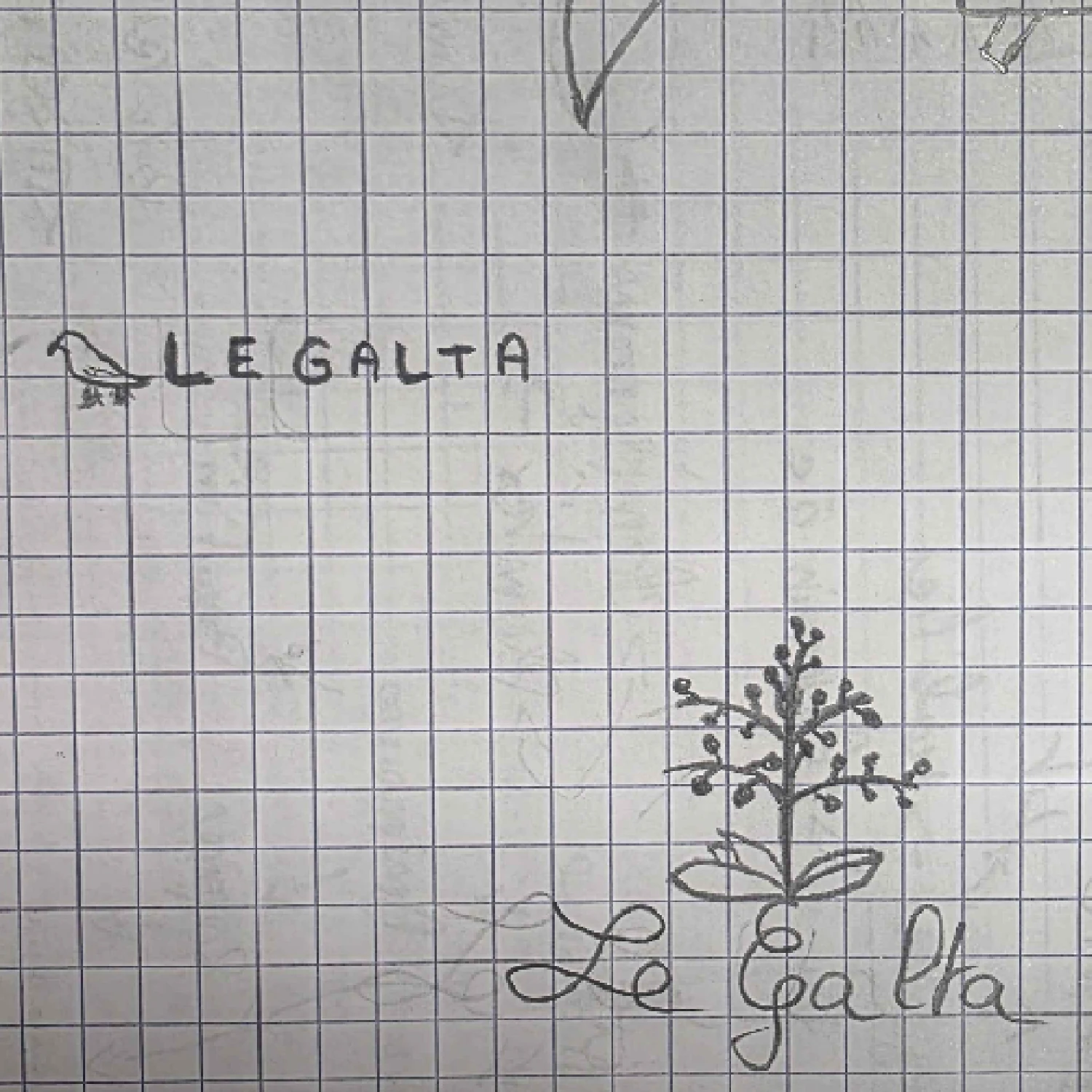 Croquis génépi