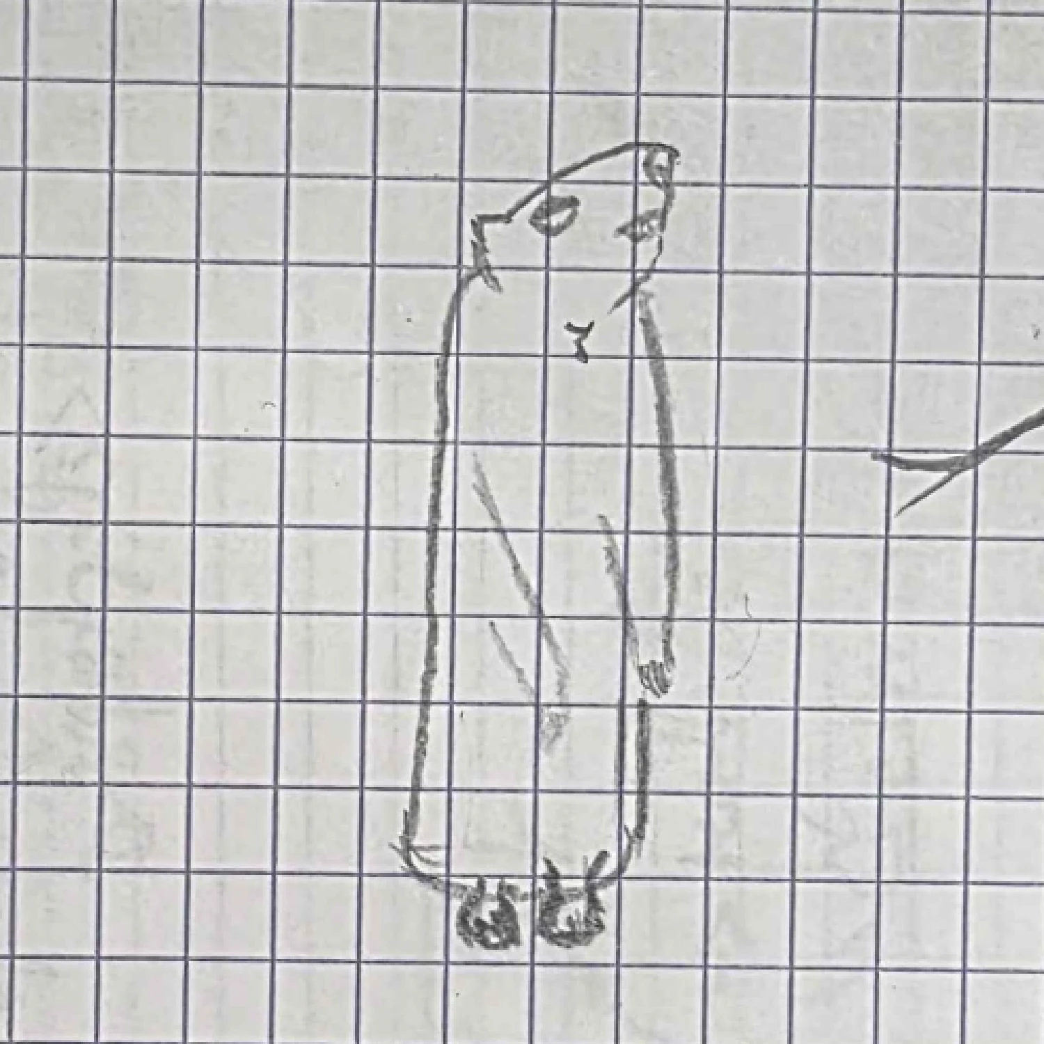 Croquis marmotte