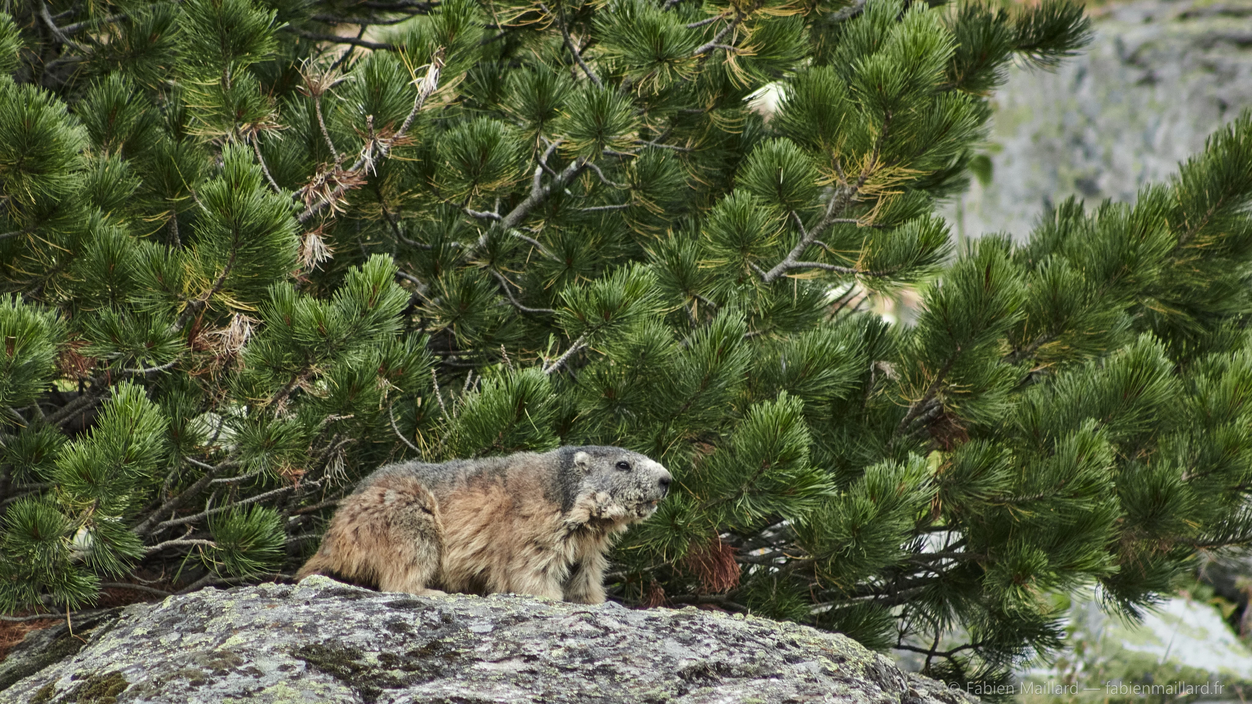 Marmotte dans les rochers