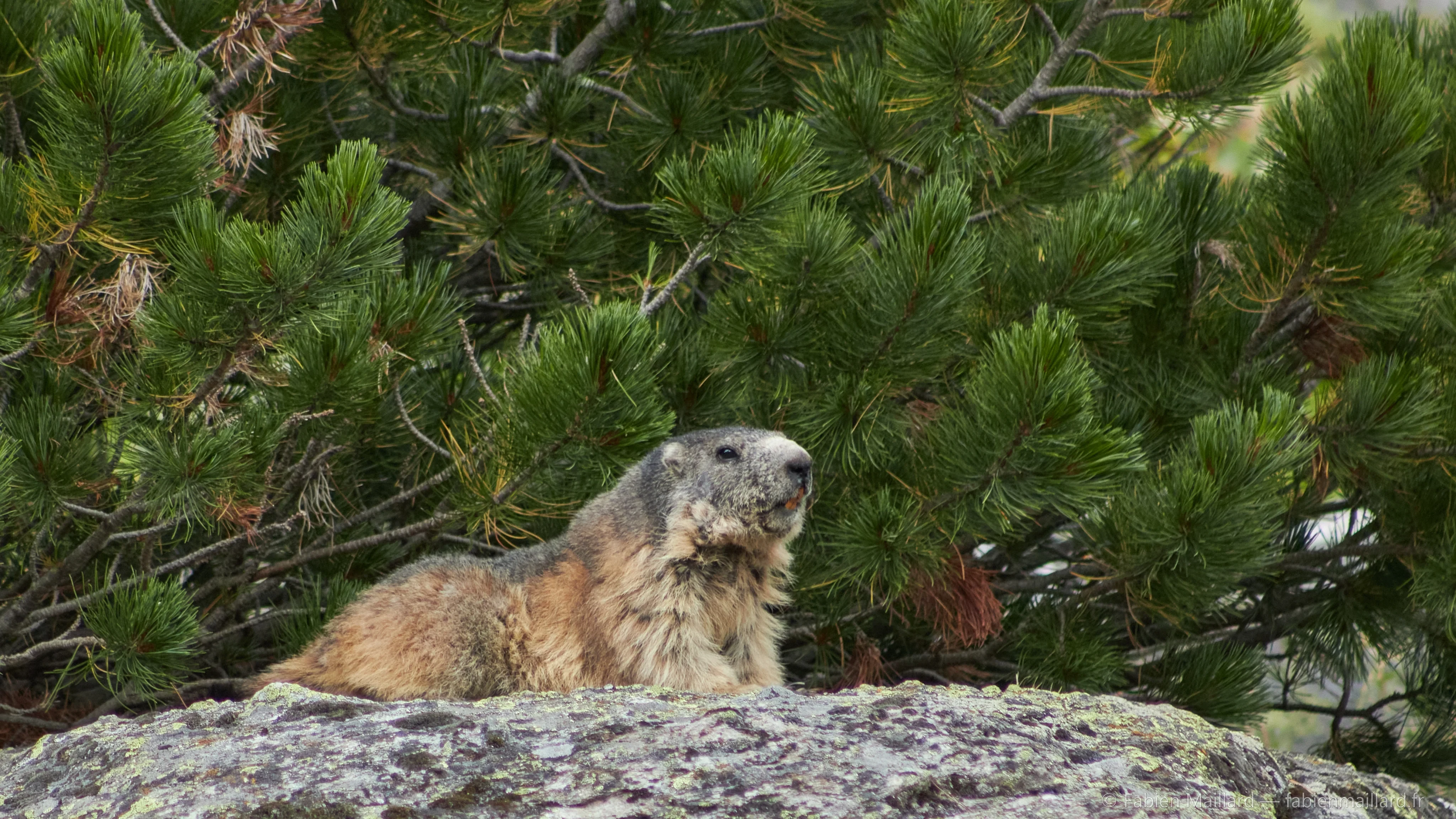 Marmotte au soleil